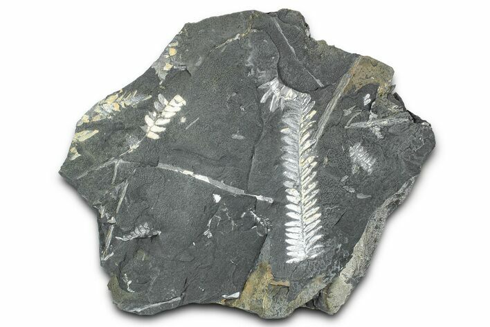 Fossil Seed Fern (Alethopteris & Pecopteris) Plate - Pennsylvania #336327
